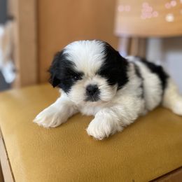 Boy 1 - Tricolor male Shih Tzu puppy in Troy, Michigan from "Shihtzu Best Friend"
