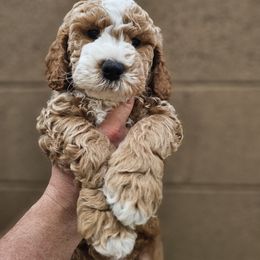 Goldendoodle Puppies from AZ Cuddle Doodle Kisses
