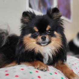 Darby - Black and tan female Pomeranian puppy in Utah from Pop Off Poms & Chis
