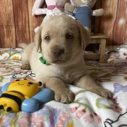 Boy 4 - male Labrador Retriever puppy in Newmanstown, Pennsylvania from Royalty Retrievers