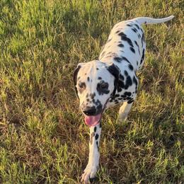 Banana Pudding - White and black female Dalmatian puppy in Austin, Texas from Dazzling Dalz