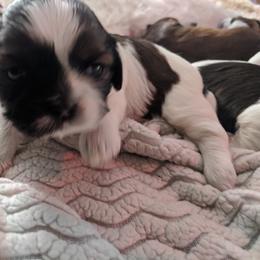 Shih Tzu Puppies from Tough Shih