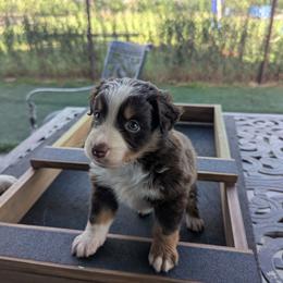Miniature American Shepherd Puppies from Magnolia Tree Miniature American Shepherds