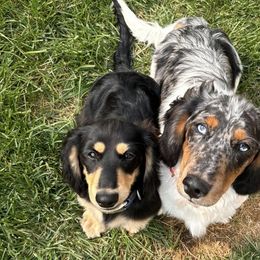 Dachshunds from The Dainty Dachshund