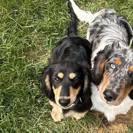 Dachshunds from The Dainty Dachshund