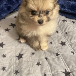 Pomeranian Puppies from Belinda Hokanson
