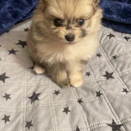 Pomeranian Puppies from Belinda Hokanson