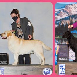 Labrador Retriever puppies from StormyDaze Labradors & Beagles