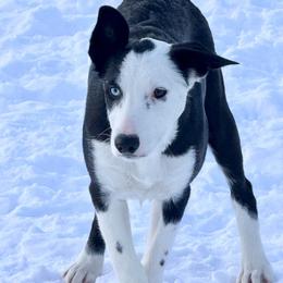 Ka'amaru - Black and white male Border Collie puppy in Canaan, New Hampshire from Henam Border Collies