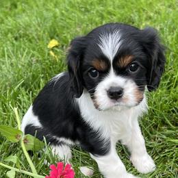 Petal - Tri-color female Cavalier King Charles Spaniel puppy in Farmington, Minnesota from Pam's Cavalier King Charles Spaniels