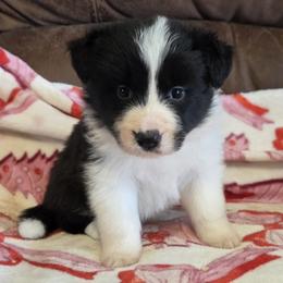 Black and White Girl CH Lines - Black and white female Border Collie puppy in Newalla, Oklahoma from Roughstock Border Collies and Dachshunds