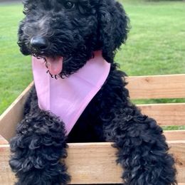 Goldendoodle and Poodle Puppies from SnickerDoodlePups