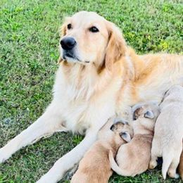 Golden Retrievers from Penny & The Sugarbutts