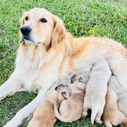 Golden Retrievers from Penny & The Sugarbutts