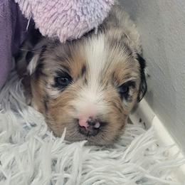 Salsa - Blue merle female Australian Shepherd puppy in Northfield, New Hampshire from A to Z Australian Shepherds