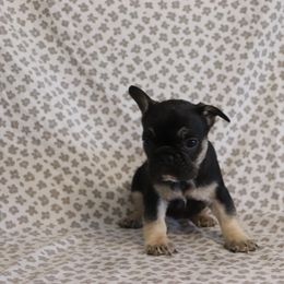 Hazel - Tricolors female French Bulldog puppy in Manchester, Michigan from Small Town Frenchies