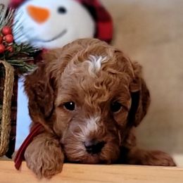 Assorted Doodle Crosses and Poodle Puppies from Center Hill Poodles and Doodles
