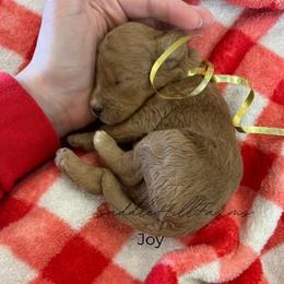 Joy - Cream female Goldendoodle puppy in Rienzi, Mississippi from Saddle Hill Farms