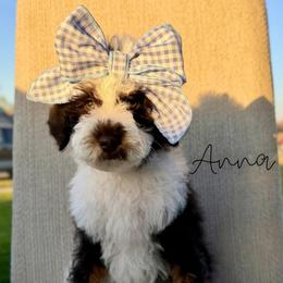 Anna - Brown and white female Bernedoodle puppy in Owasso, Oklahoma from Kallams Bernedoodles & Bernese Mountain Dogs