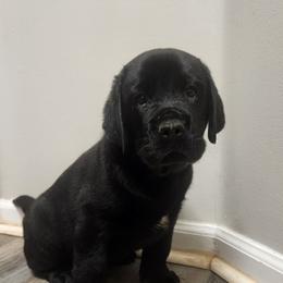 Kyle - Black male Labrador Retriever puppy in Braselton, Georgia from Bel Amour