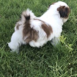 Shih Tzu Puppies from Willow Lane Shih Tzus