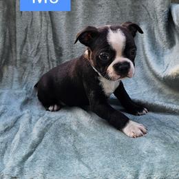 M5 - Brindle and white male Boston Terrier puppy in Newton Grove, North Carolina from Sassifras Boston Terriers
