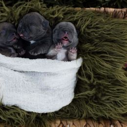 French Bulldog Puppies from Kring French Bulldogs