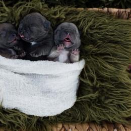 French Bulldog Puppies from Kring French Bulldogs