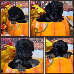 Venus - Black tri-color female Aussiedoodle puppy in Prescott Valley, Arizona from Ramirez Family Doodles