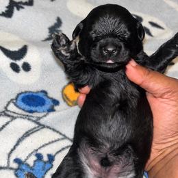 Buckwheat 1500 - Black and tan male Yorkshire Terrier puppy in Gastonia, North Carolina from Banks Dynasty Kennel