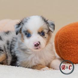 Georgia - Blue merle female Miniature Australian Shepherd puppy in Buna, Texas from R & C Kennels