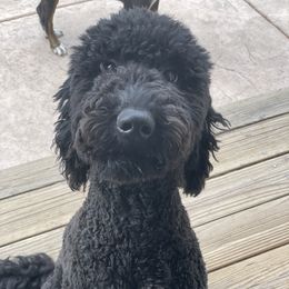 Gypsy - Goldendoodle