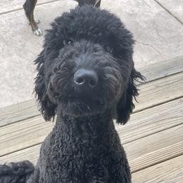 Gypsy - Goldendoodle