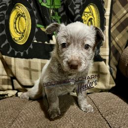 Ash - Red mottled male Australian Cattle Dog puppy in Floyd, Virginia from Southern Charm Heelers