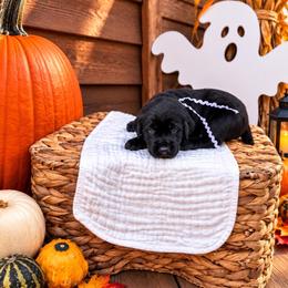 White collar girl - Black female Labrador Retriever puppy in Lake City, Michigan from Loon Lake Labradors