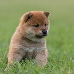 Girl 1 - Red female Shiba Inu puppy in Hephzibah, Georgia from Evenfalls Shiba Inu