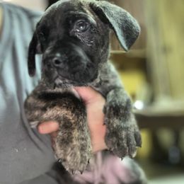 Orange Collar - Chestnut brindle male Cane Corso puppy in Niota, Tennessee from DTM Cane Corso