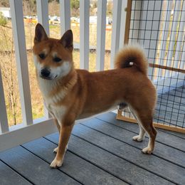 Kuma - Shiba Inu