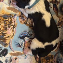 Boy 1 - Black white and tan male English Springer Spaniel puppy in Braidwood, Illinois from A & R Springers