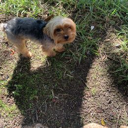 Yorkshire Terrier puppies from Small Pawz Yorkies