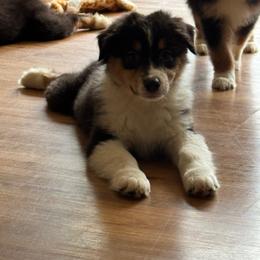 Licorice- btm5 - Black tri-color male Australian Shepherd puppy in Chehalis, Washington from Wandering Acres Ranch