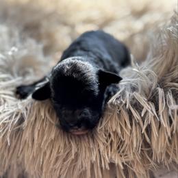 Jett - Black male Goldendoodle puppy in Rising Sun, Indiana from Ruby Lane Doodles