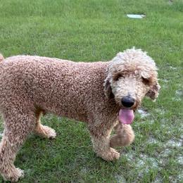 Red - Apricot male Poodle puppy in Jesup, Georgia from Altamaha Mud Poodles LLC.