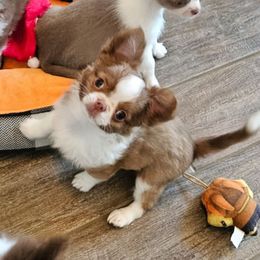 Branch - Chocolate and white male Chihuahua puppy in Waxhaw, North Carolina from East Coast Bull Terriers N Chihuahuas