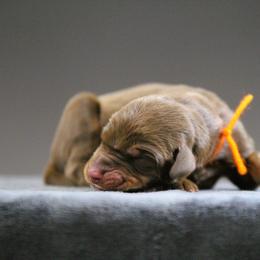 Rickon - 5350 - Red and rust male Doberman Pinscher puppy in Rockwall, Texas from Elitehaus