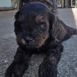 Rupert - Tri-color male Cavapoo puppy in Auburn, California from Gold Country Doodles