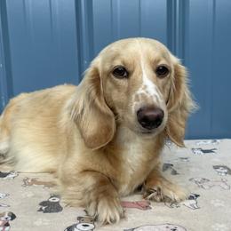 Fancy - Dachshund