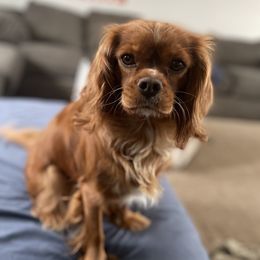 Asia - Cavalier King Charles Spaniel