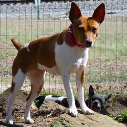 Holly - Rat Terrier