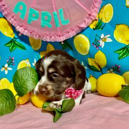 April - Chocolate and cream female Dachshund puppy in Somerset, Pennsylvania from Rae’s Dapper Dachshunds